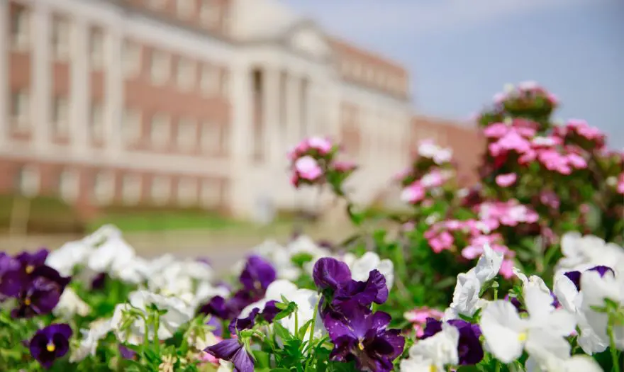 a closeup of purple and pink flowers